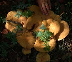 Leucopaxillus albissimus var. lutea.